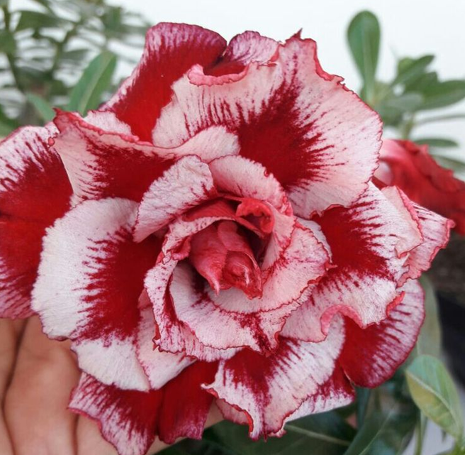 🔥Užauginkite „Desert Queen“ – dabar su nuolaida!🎁 😍Mėgsta žydėti, ilgai žydi 🌵 Dykumos rožė-LT