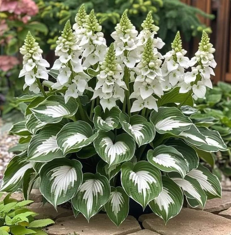 Hardy Beauty: Λουλούδια Hosta ανθεκτικά στη σκιά και το κρύο-GR