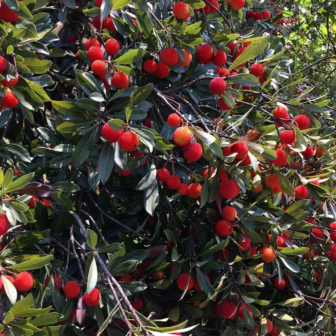Γιγάντιο Bayberry: Στο μέγεθος μιας μπάλας πινγκ πονγκ, ⭐Μια γεύση από συνδυασμό φράουλας και κερασιού-GR