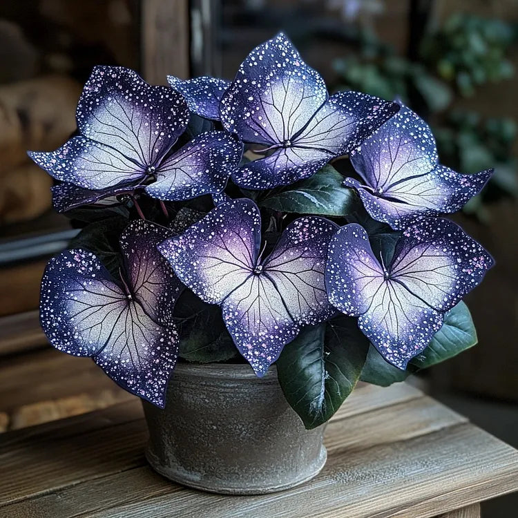 🌟Naktinė mėlynoji hosta – nuostabus jūsų namų papildymas! 🌟-LT