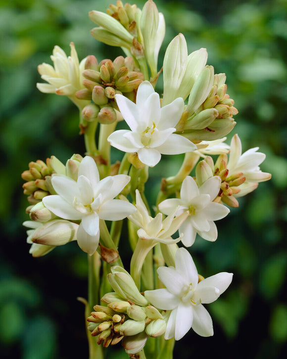 Dvojna tuberoza 🌸 - Velik čebulast cvet-GR