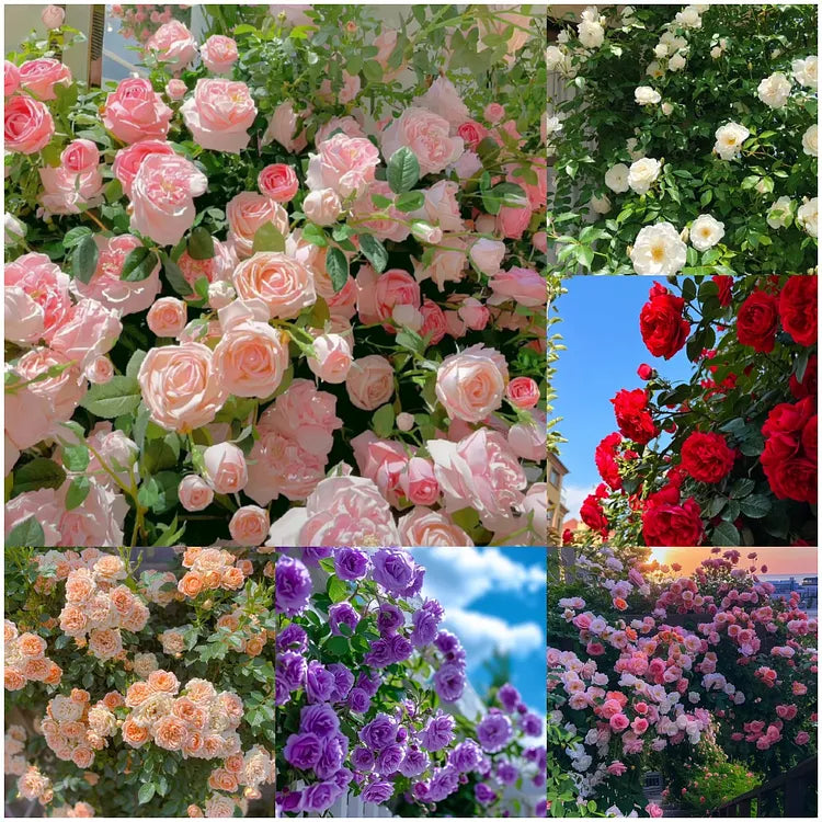 Las semillas de rosa florecen todo el año-ES