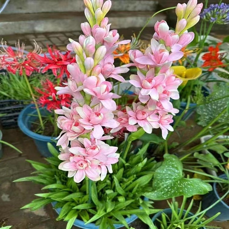 Dvojna tuberoza 🌸 - Velik čebulast cvet-GR