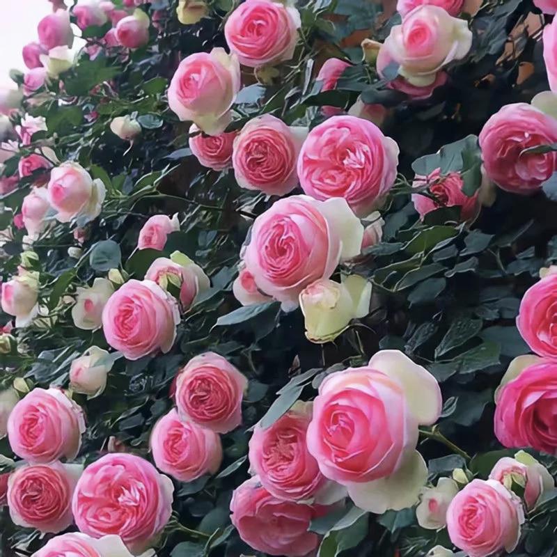 🌺Semena vrtnic vzpenjavka-SI