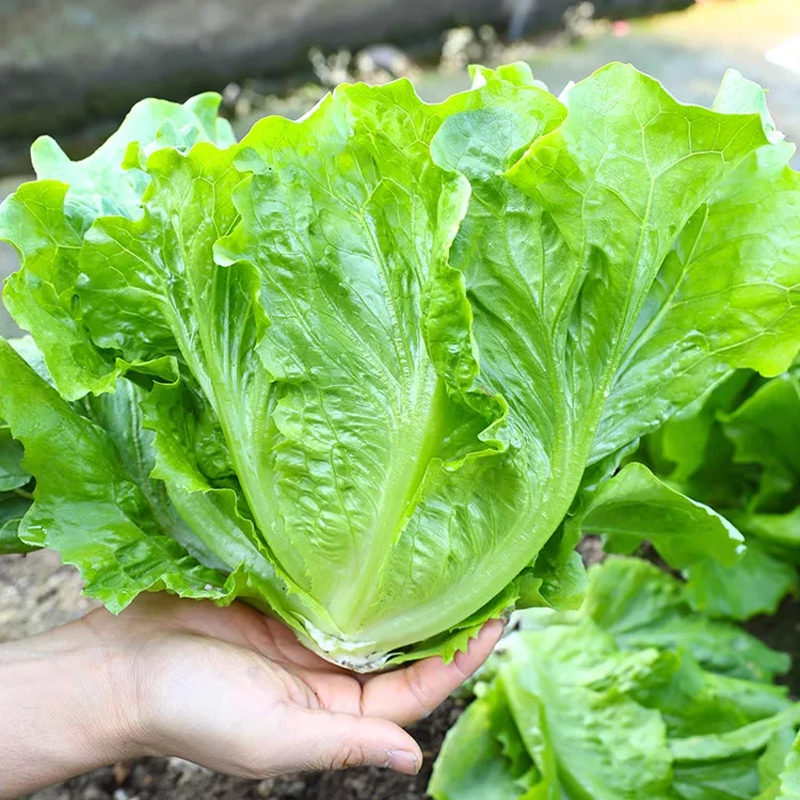 🌱 Vypestujte si vlastný taliansky šalát zo semien – chrumkavý, sladký a ľahko sa zberá-SK