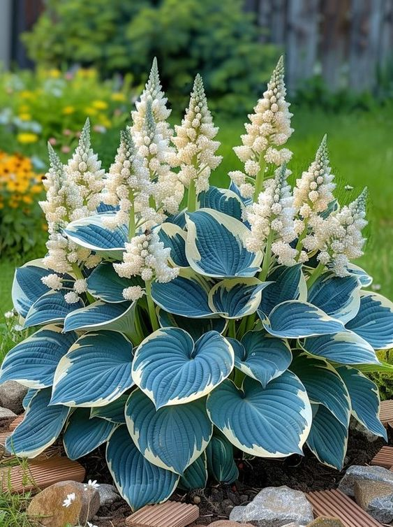 Hardy Beauty: Λουλούδια Hosta ανθεκτικά στη σκιά και το κρύο-GR