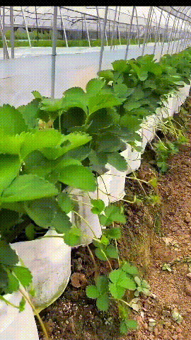 【10 τεμ.】🌱3/4/5/7/10 γαλόνι Σάκοι καλλιέργειας λαχανικών/λουλουδιών/φυτών, δυνατές μη υφασμένες σακούλες ανάπτυξης-GR