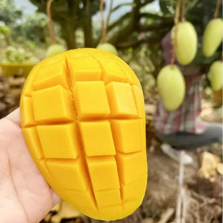 🥭 Baršunaste, slatke i sočne sadnice manga – osjetite okus tropa u vlastitom domu 🌴-HR