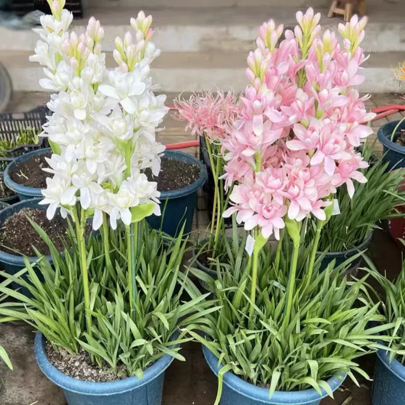 Dvojna tuberoza 🌸 - Velik čebulast cvet-GR