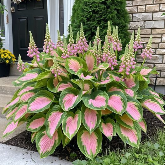 Hardy Beauty: Λουλούδια Hosta ανθεκτικά στη σκιά και το κρύο-GR