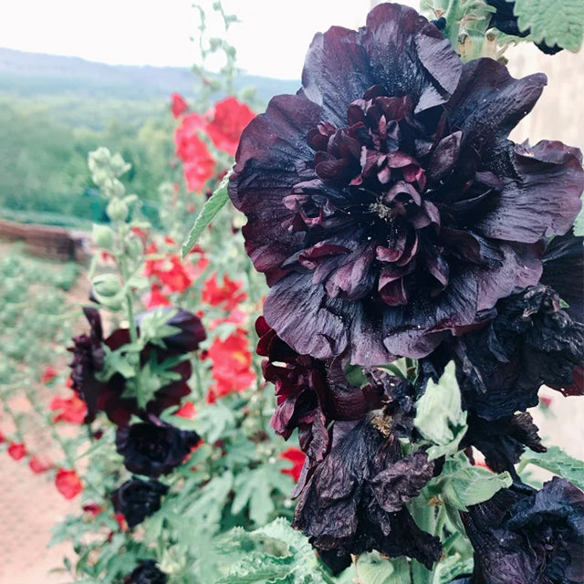 semillas de malva de dos pétalos-ES