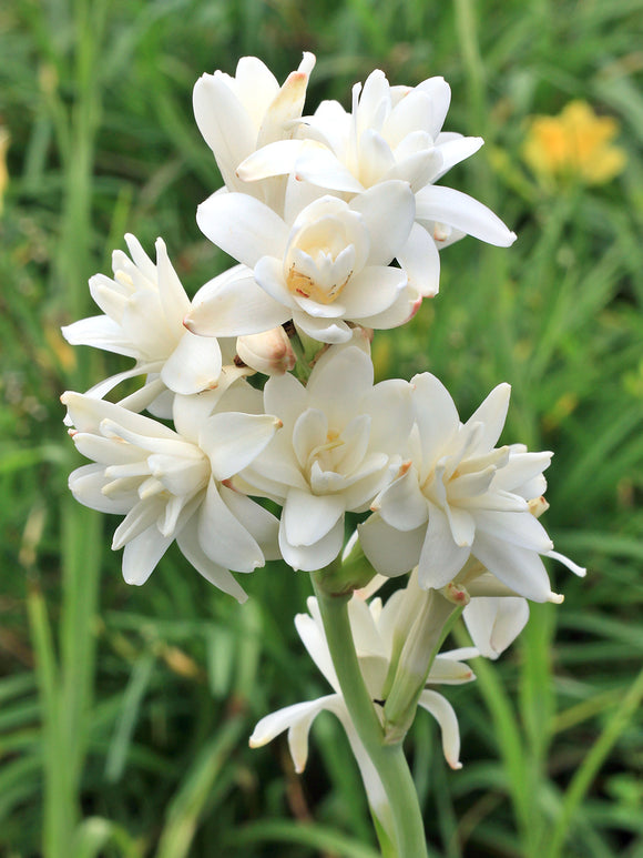 Dvojna tuberoza 🌸 - Velik čebulast cvet-GR