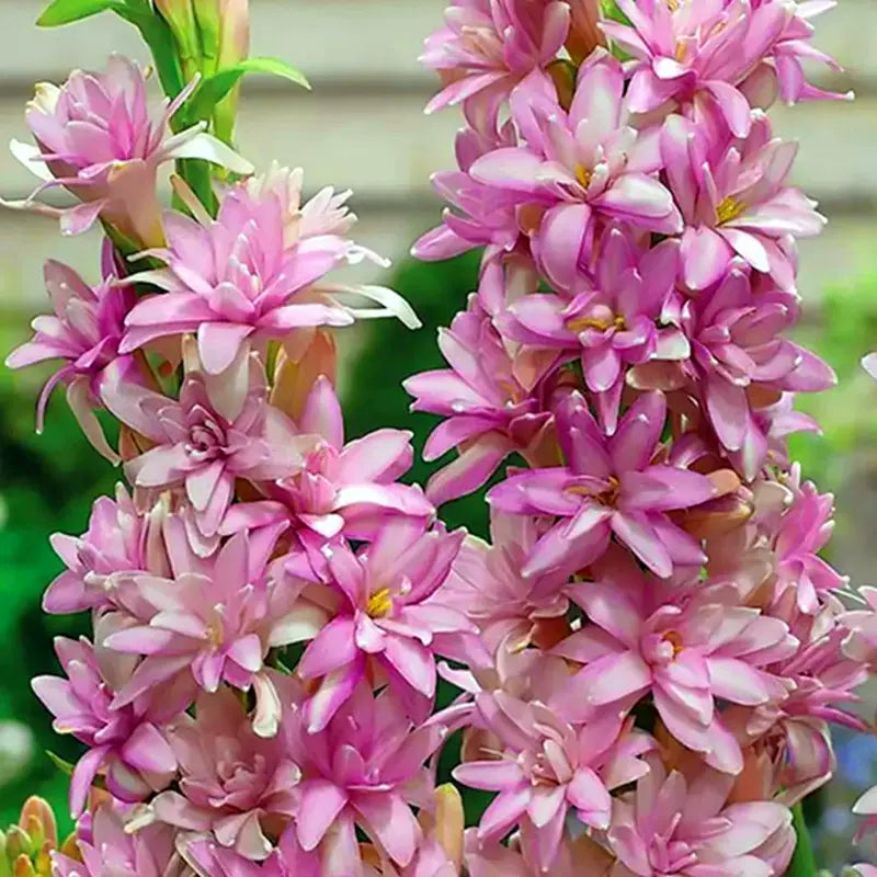 Dvojna tuberoza 🌸 - Velik čebulast cvet-GR