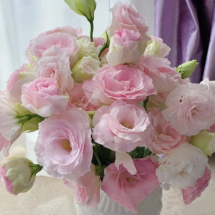 š„PÄdÄjÄ izpÄrdoÅ”anas dienašEustoma Thornless RosešLisianthus sÄklas-LV