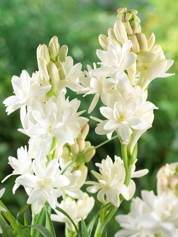 Dvojna tuberoza 🌸 - Velik čebulast cvet-GR