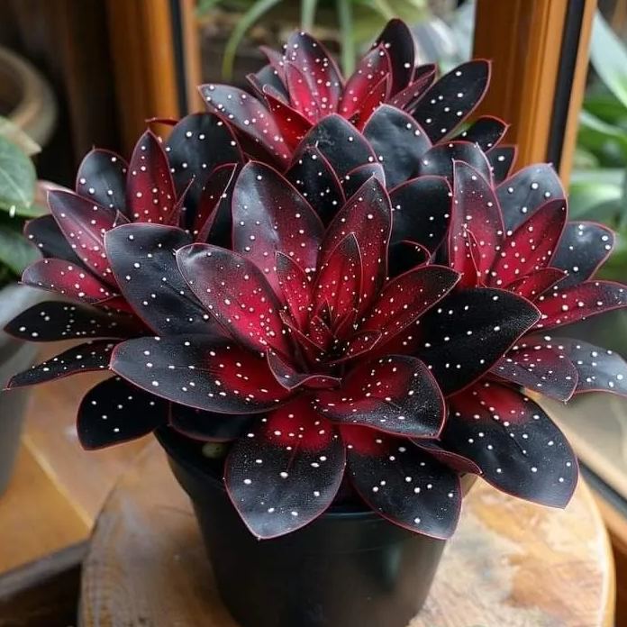 🌟Naktinė mėlynoji hosta – nuostabus jūsų namų papildymas! 🌟-LT