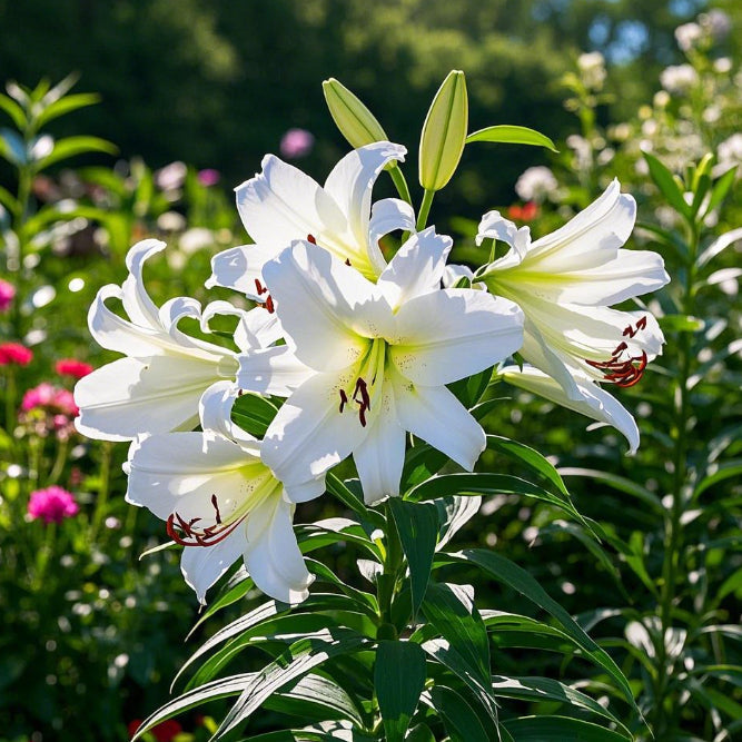 Juodosios magijos lelija🌺Kvepiančios lelijos svogūnėliai – gaivūs ir saldūs-LT
