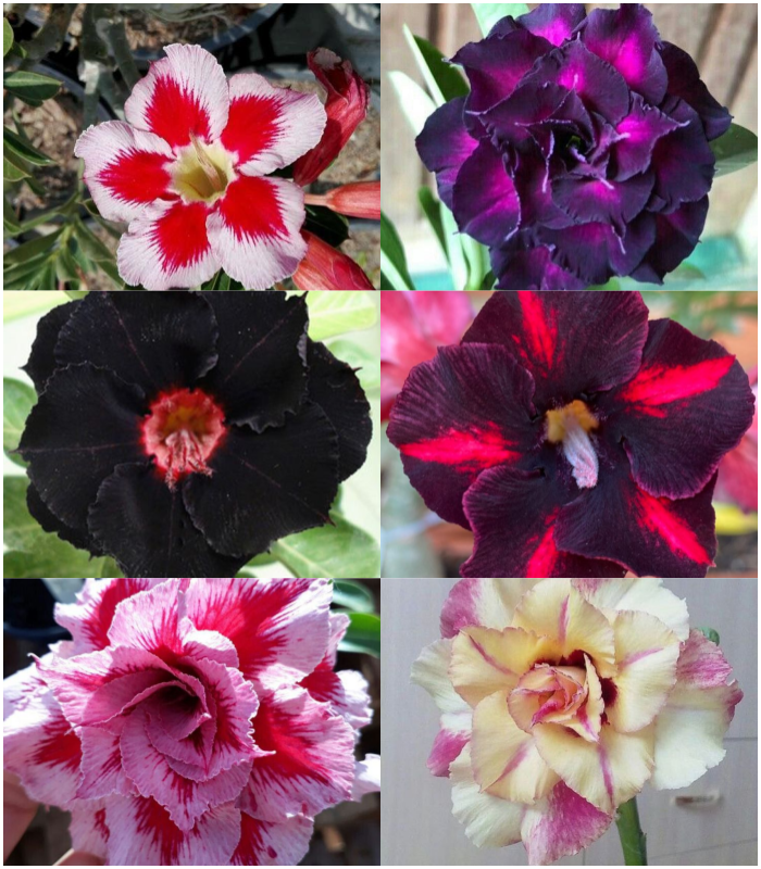 🔥Καλλιεργήστε τη Βασίλισσα της Ερήμου – τώρα σε μειωμένη τιμή!🎁 😍Λατρεύει την άνθιση, έχει μεγάλη περίοδο ανθοφορίας 🌵 Τριαντάφυλλο της Ερήμου-GR