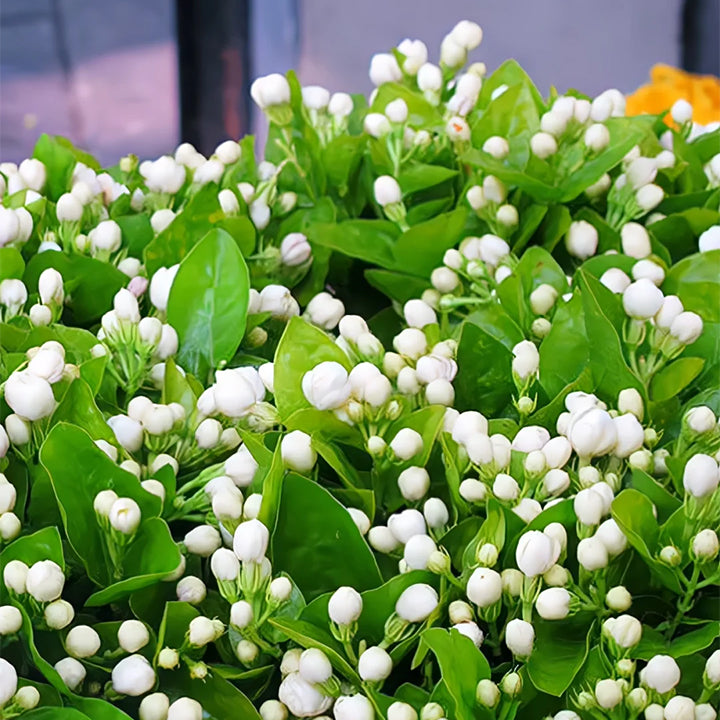 VIIMASE PÄEVA kampaania 35% SOODUSTUST 🌸 Jasmiini potitaim (🌱Ellujäämine garanteeritud: tasuta asendused🌿)-EE