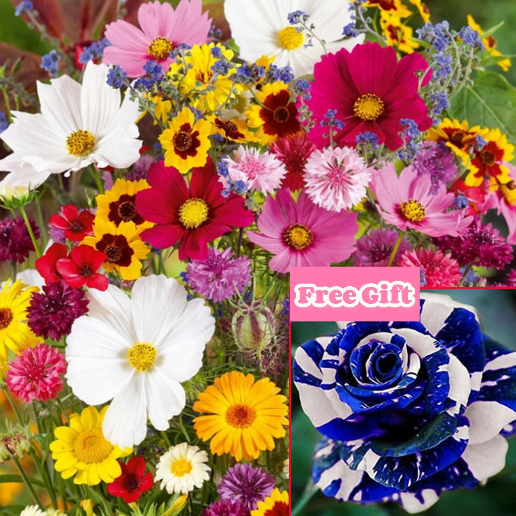 🔥Τελευταία ημέρα εκπτώσεων💐Μεικτοί σπόροι πολυετών λουλουδιών - πάνω από 60 μικτές ποικιλίες-GR