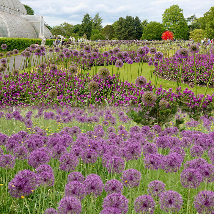 Ukrasni cvijet luka Allium Giganteum-HR