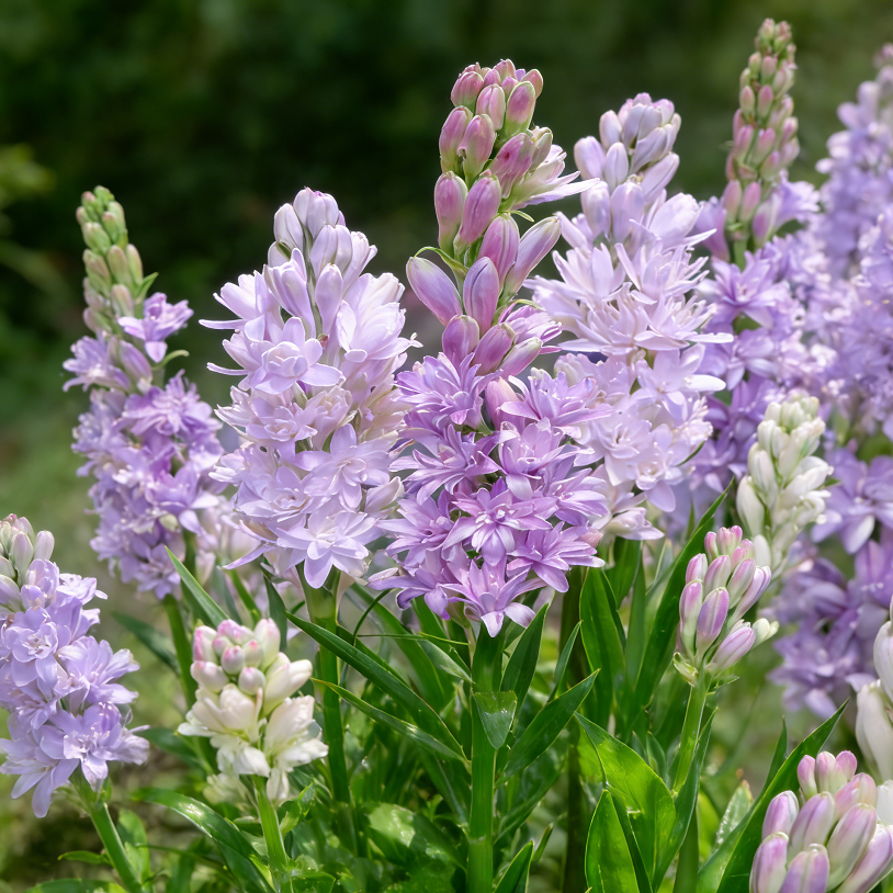 🌺Dvigubai kvepiančios tuberozos svogūnėliai – Mėnulio sodo gėlė-LT