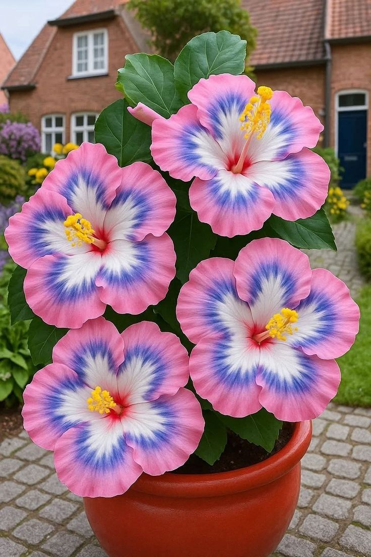 Rijetke lukovice hibiskusa – u saksiji, na balkonu, zimska sadnja-HR