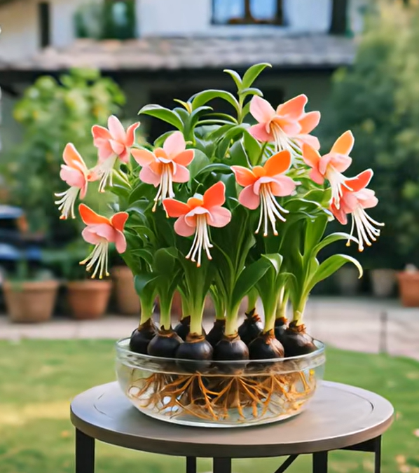 Phalaenopsis žibintų gėlių svogūnėliai-LT