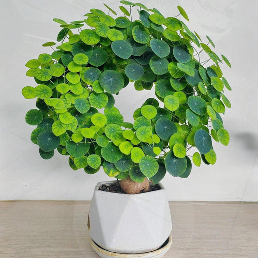 Stephania Erecta: Το πιο δυνατό φυτό εσωτερικού χώρου για τους τεμπέληδες-GR