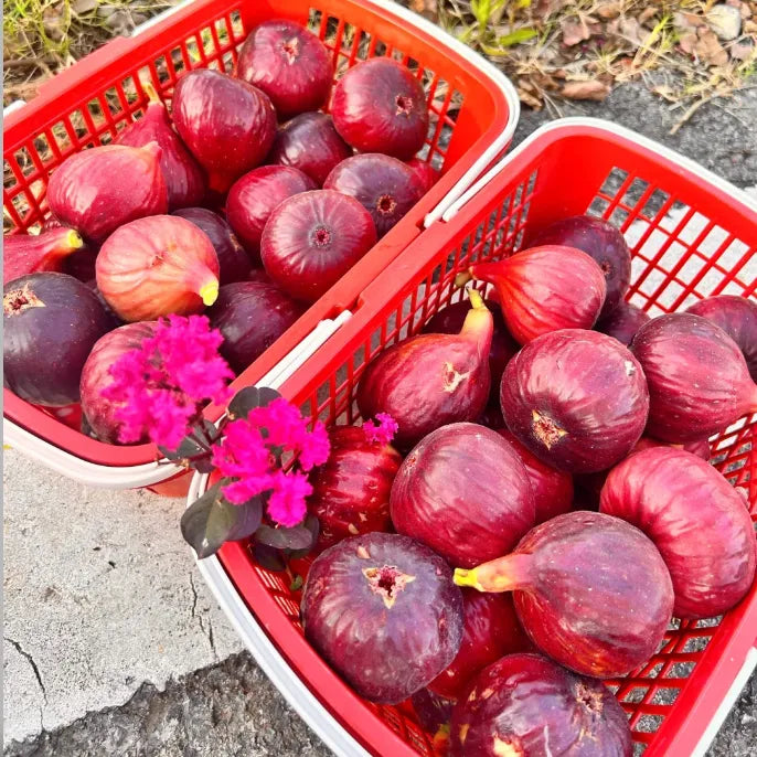 🍑Semillas de higo súper gigantes: llenas de dulzura de melocotón en cada bocado!🌟-ES