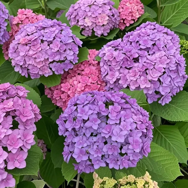 🌈Mezcla de semillas de hortensias: hermosas y resistentes semillas perennes para tu jardín.-ES