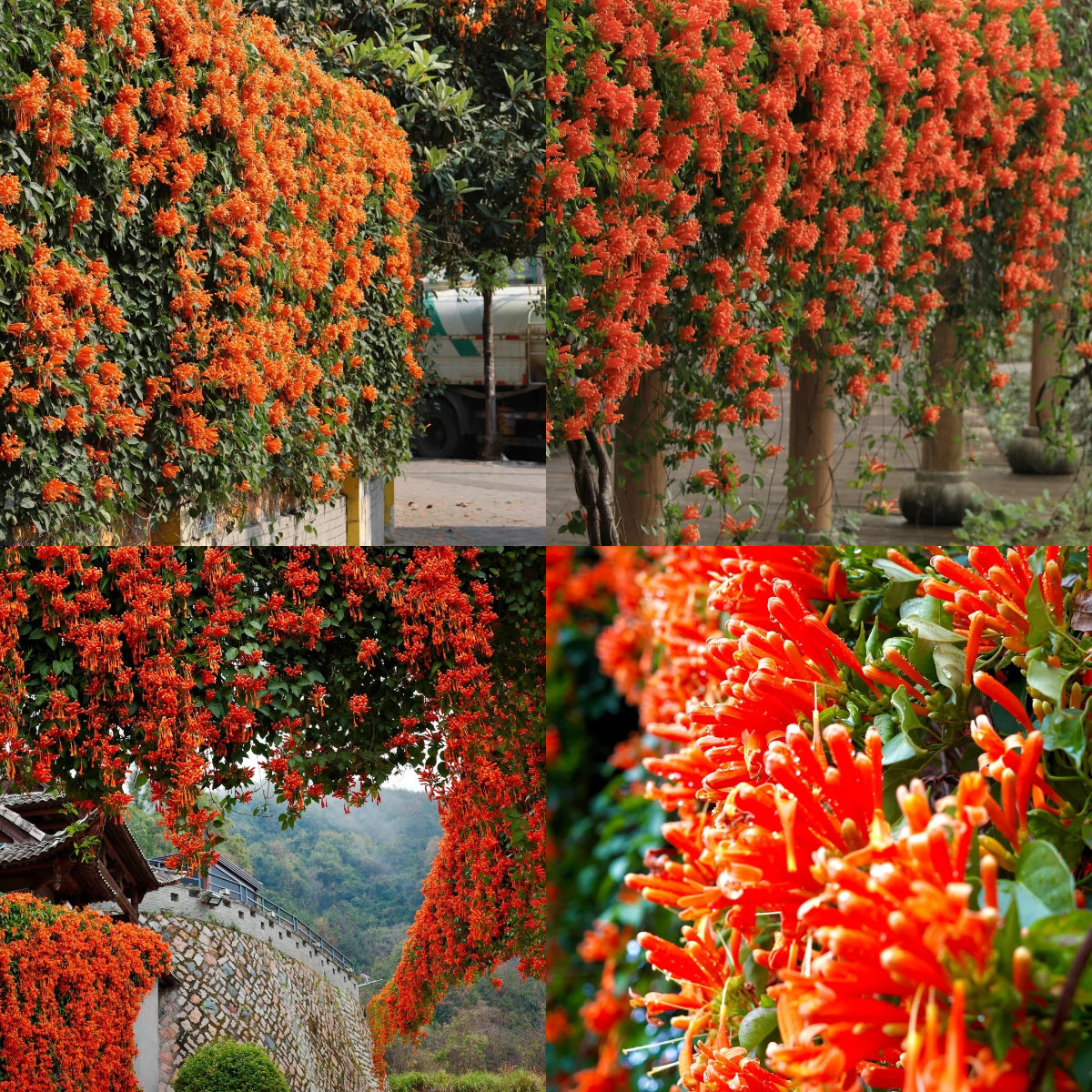 Σπόροι λουλουδιών πυροκροτητή-GR