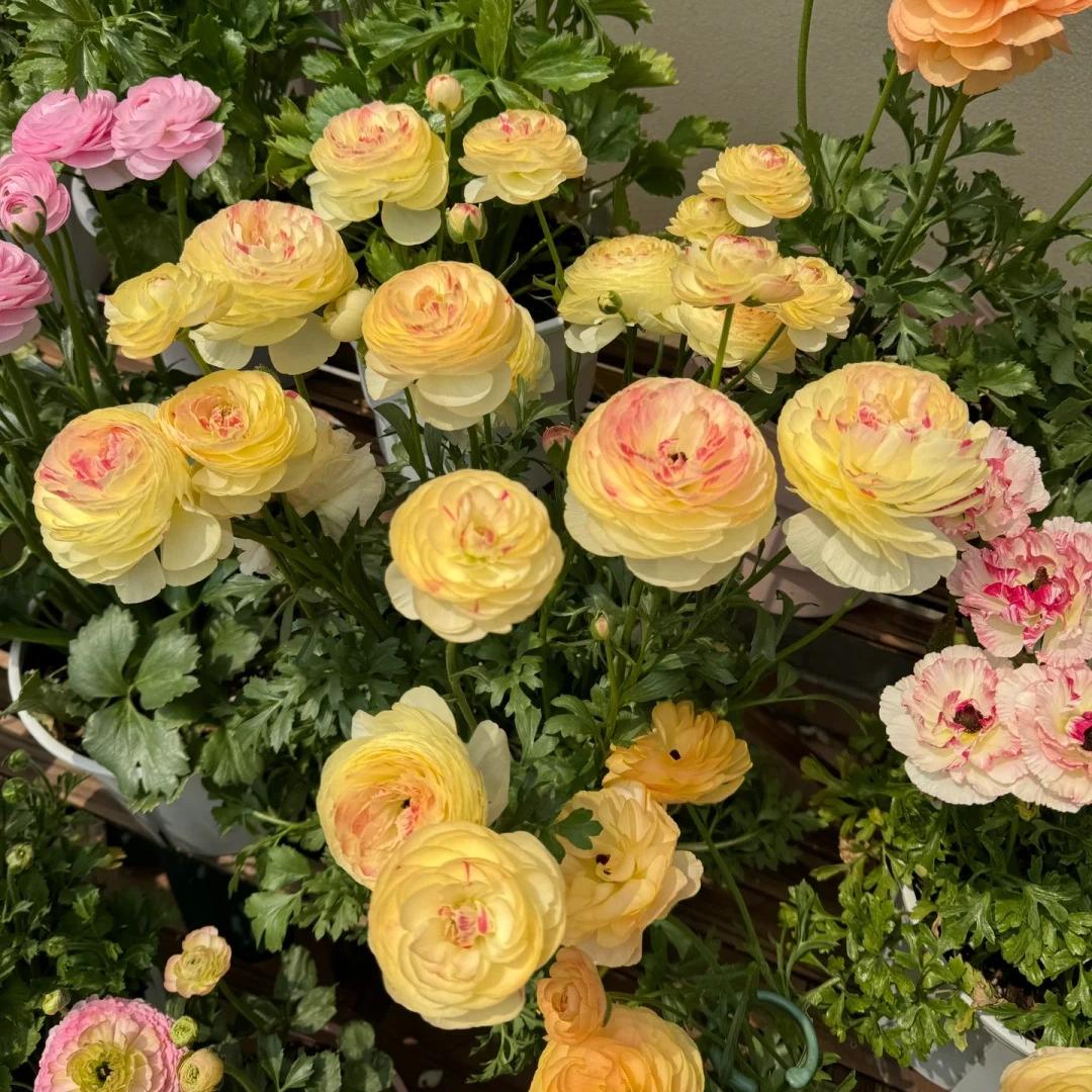 Gundegas sīpolpuķes – smalkas, elegantas, neaizmirstamas 🌸-LV