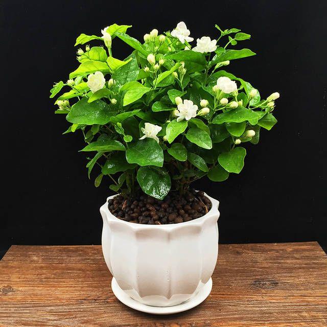 VIIMASE PÄEVA kampaania 35% SOODUSTUST 🌸 Jasmiini potitaim (🌱Ellujäämine garanteeritud: tasuta asendused🌿)-EE