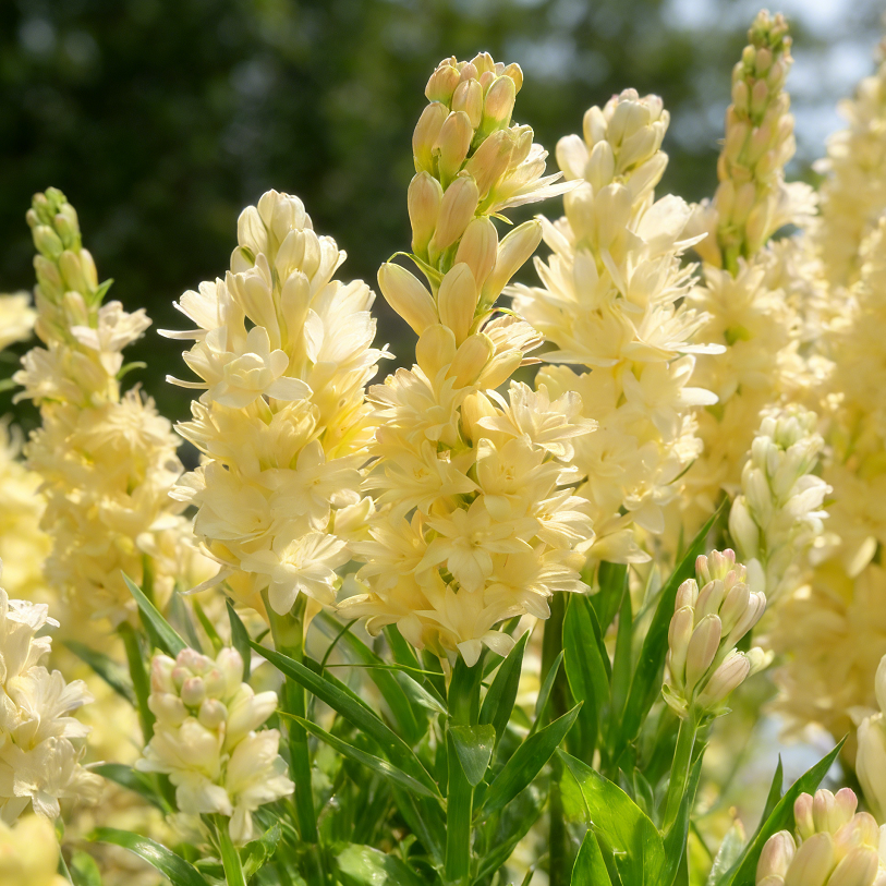 🌺Dvigubai kvepiančios tuberozos svogūnėliai – Mėnulio sodo gėlė-LT