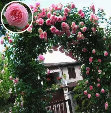 Vijoklinės rožės sėklos 🌹-LT