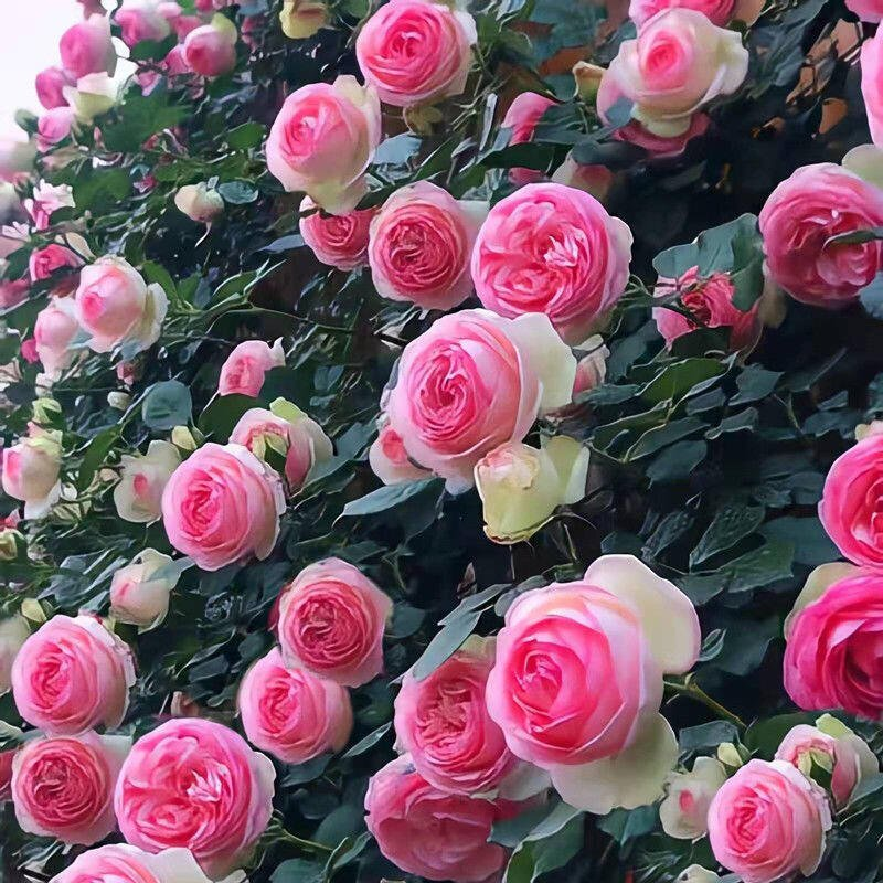 Vijoklinės rožės sėklos 🌹-LT