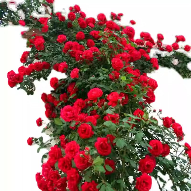 Vijoklinės rožės sėklos 🌹-LT
