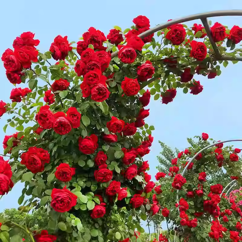 Vijoklinės rožės sėklos 🌹-LT
