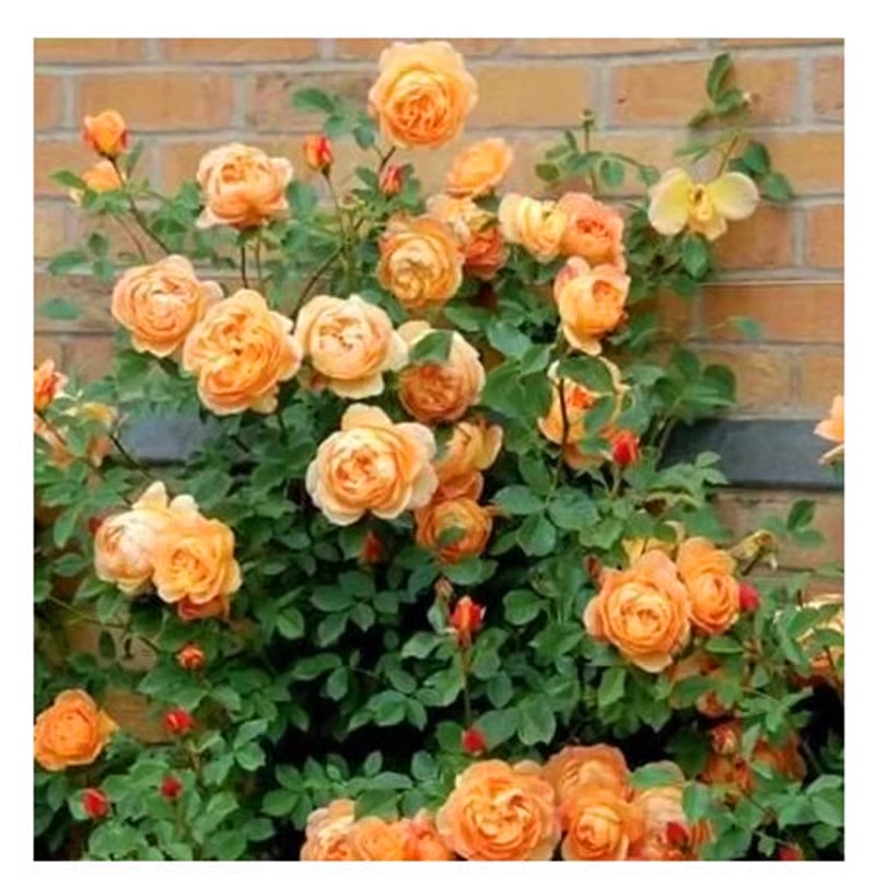 Vijoklinės rožės sėklos 🌹-LT