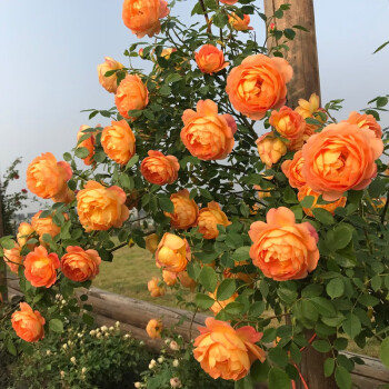 Vijoklinės rožės sėklos 🌹-LT