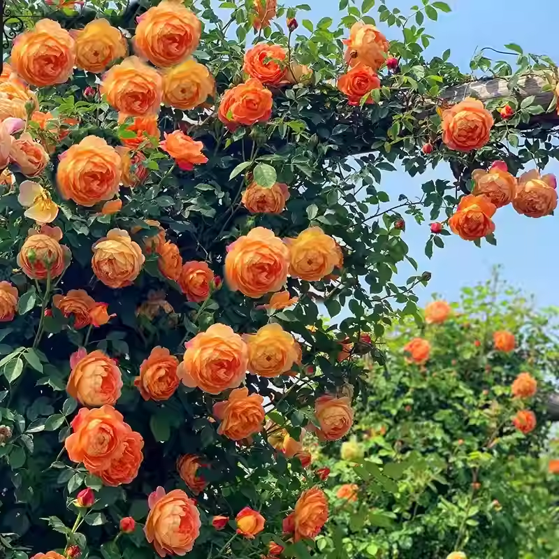 Vijoklinės rožės sėklos 🌹-LT