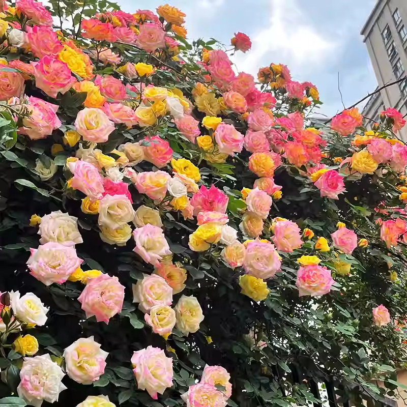 Vijoklinės rožės sėklos 🌹-LT