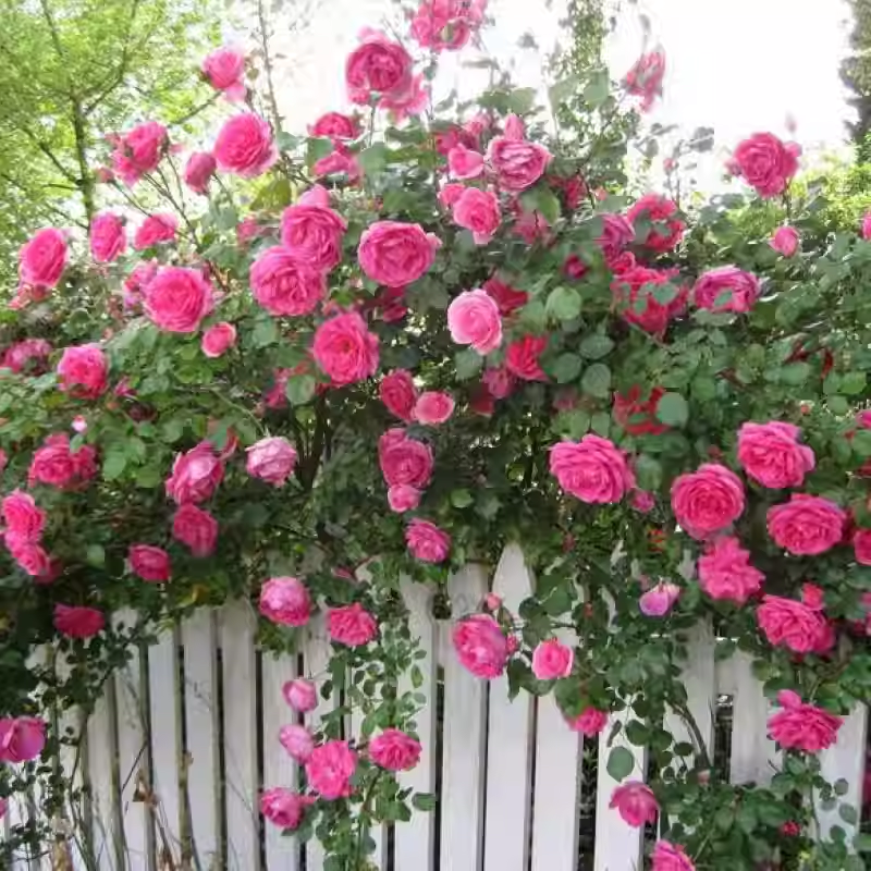 Vijoklinės rožės sėklos 🌹-LT