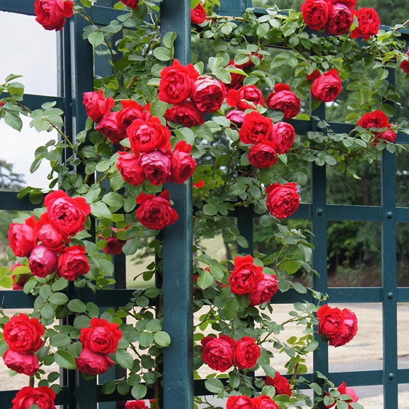 Vijoklinės rožės sėklos 🌹-LT
