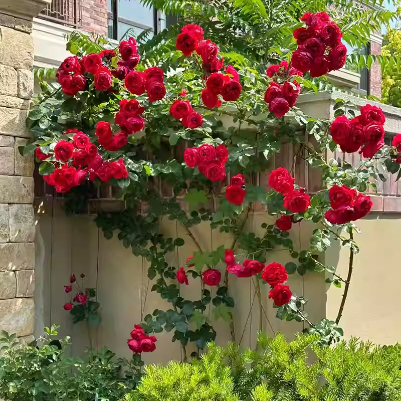 Vijoklinės rožės sėklos 🌹-LT