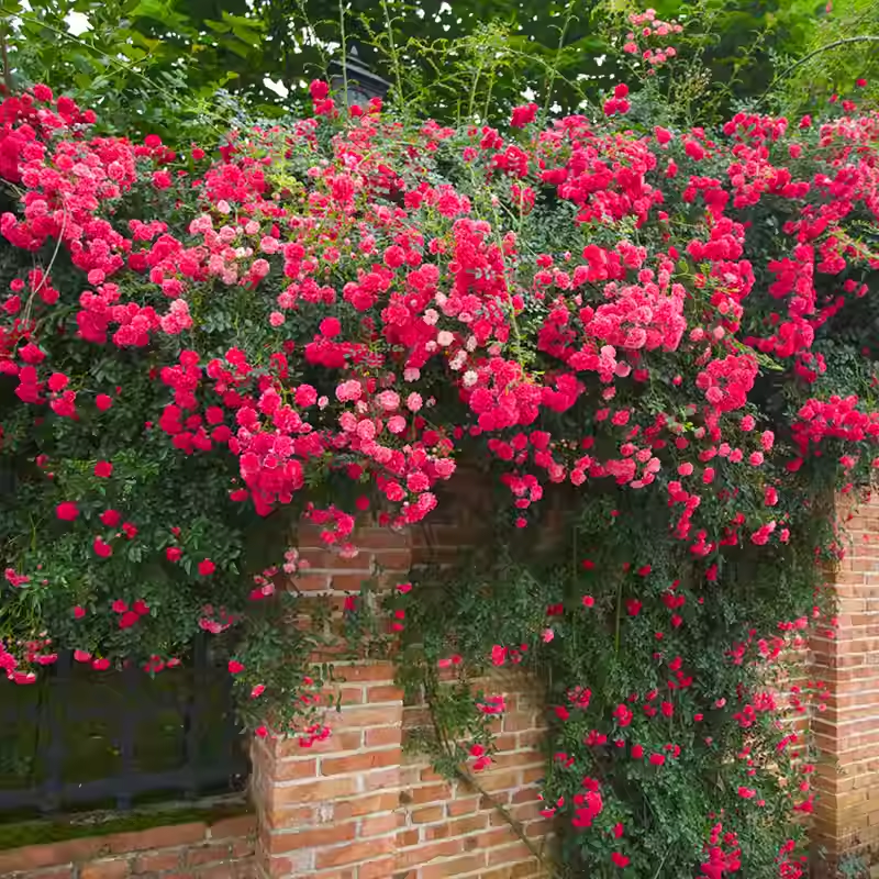 Vijoklinės rožės sėklos 🌹-LT