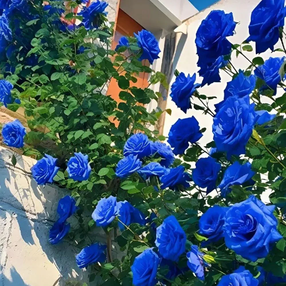 Vijoklinės rožės sėklos 🌹-LT