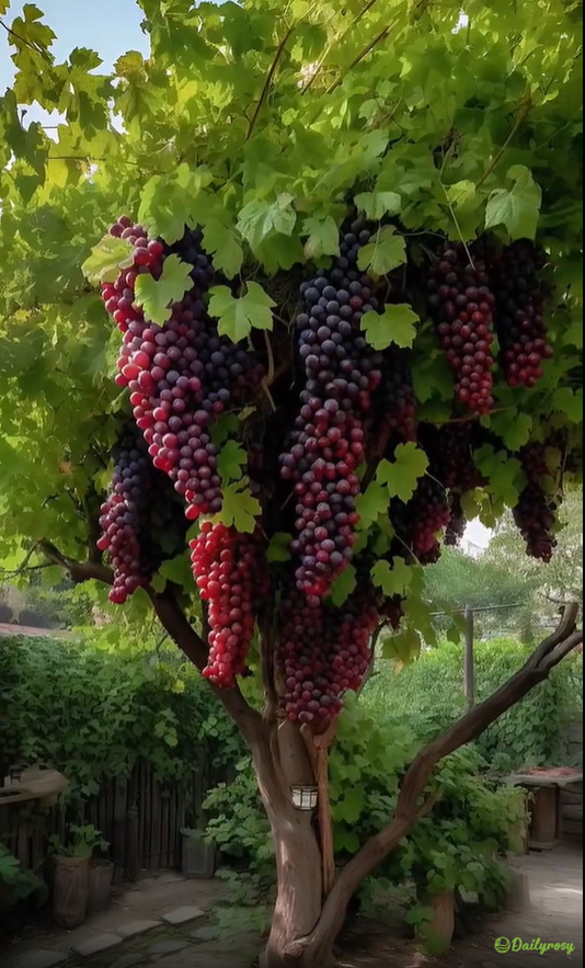 Velika grozdna semena: tanko lupinasta, velika in brez semen 🍇🌿-SI