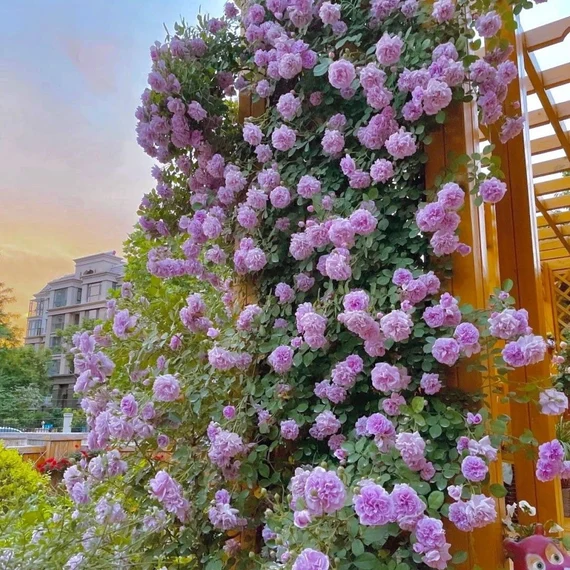 Vijoklinės rožės sėklos 🌹-LT
